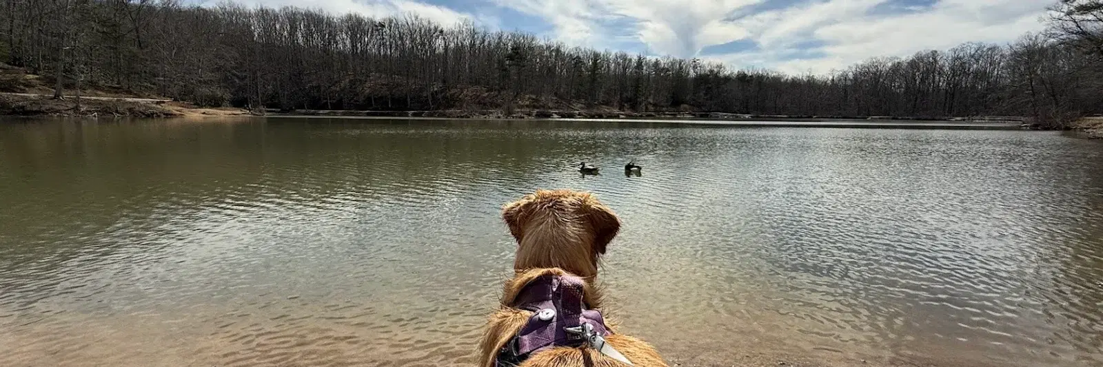 Nala and the ducks