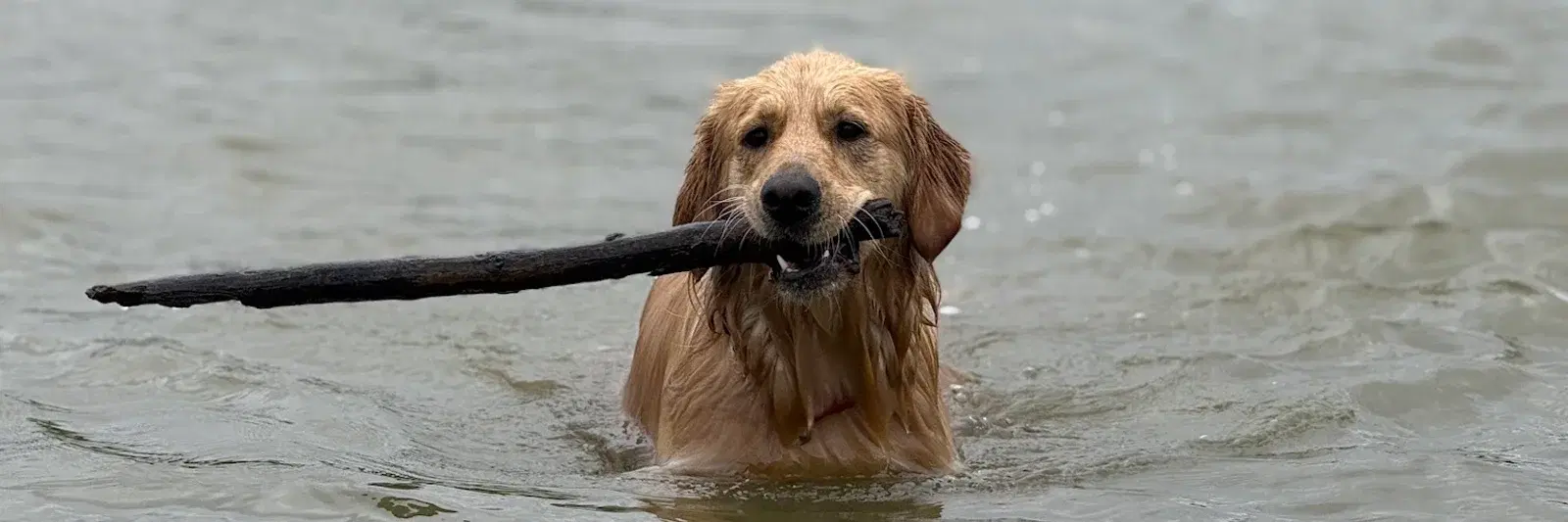 Nala with a stick in the water